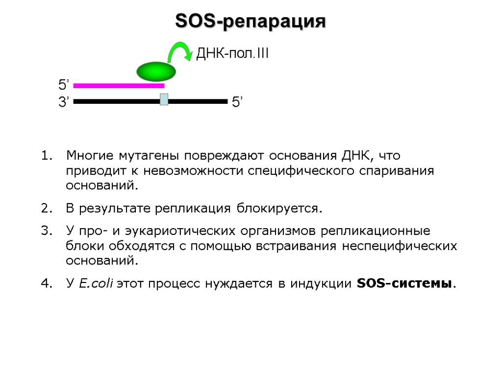 SOS-репарация 3’ 5’ 5’ ДНК-пол.III 1. Многие мутагены повреждают основания ДНК, что приводит к